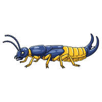 Earwig | Crawling Insects Names