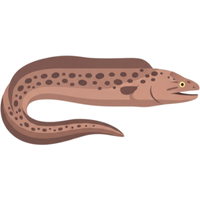 Eel