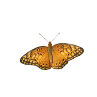 Emperor | Butterflies with Names and Types