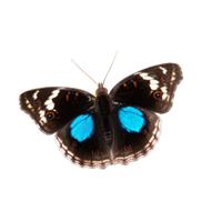 Endemic | Butterflies with Names and Types