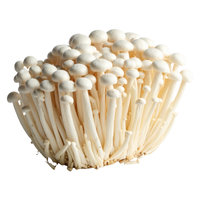 Enoki | Mushrooms with Names and Types