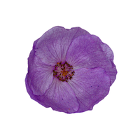 Eremalche | Desert Flowers with Names and Types