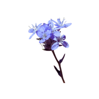 Eriastrum | Desert Flowers with Names and Types