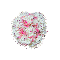 Eriogonum | Desert Flowers with Names and Types