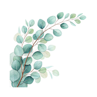 Eucalyptus