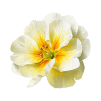 Evening Primrose | Desert Flowers with Names and Types
