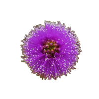 Fairyduster | Desert Flowers with Names and Types