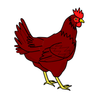 Fayoumi | Chickens with Names and Types