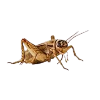 Field cricket | Crawling Insects Names