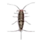 List of Crawling Insects Names in English with Pictures - ilmish