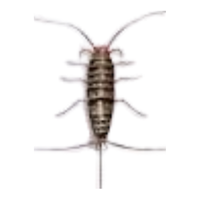 Firebrat | Crawling Insects Names
