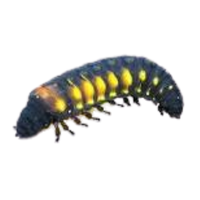 Firefly larva | Crawling Insects Names