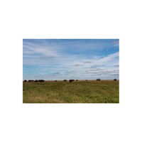 Flatland | Swards with Types and Names