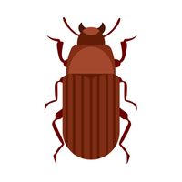 Flour beetle | Crawling Insects Names