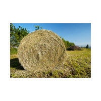 Forage | Swards with Types and Names