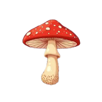 Forest Floor | Mushrooms with Names and Types