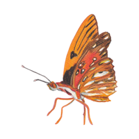 Fritillary | Butterflies with Names and Types