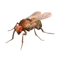 Fruit fly | Crawling Insects Names