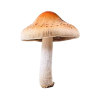 Fungal Network | Mushrooms with Names and Types