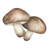 Fungus | Mushrooms with Names and Types