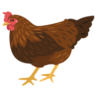 Ga Noi | Chickens with Names and Types