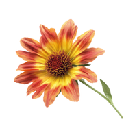 Gaillardia | Desert Flowers with Names and Types