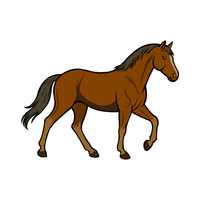 Galiceno | Horses with Names and Types