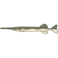 Gar | Fish with Names and Types