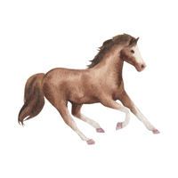 Gidran | Horses with Names and Types