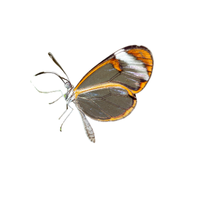 Glasswing | Butterflies with Names and Types