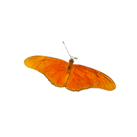 Gossamer | Butterflies with Names and Types