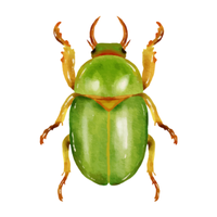 Grain beetle