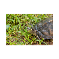 Grasscover | Swards with Types and Names