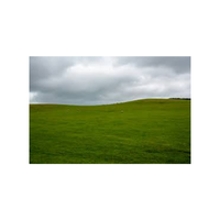 Grassfield | Swards with Types and Names