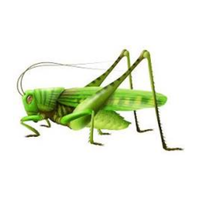 Grasshopper | Crawling Insects Names