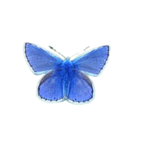 Grassland | Butterflies with Names and Types