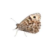 Grayling | Butterflies with Names and Types