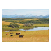 Grazingland | Swards with Types and Names