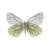 Green-veined White | Butterflies with Names and Types
