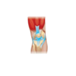 List of Bones with Names and Types in English with Pictures - ilmish