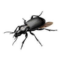 Ground beetle | Crawling Insects Names