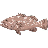 Grouper | Fish with Names and Types