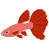Guppy | Fish with Names and Types