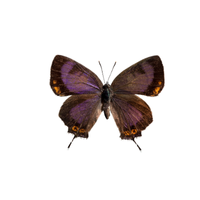 Hairstreak | Butterflies with Names and Types