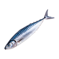 Hake | Fish with Names and Types