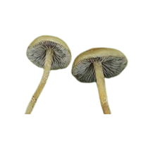 Hallucinogenic | Mushrooms with Names and Types