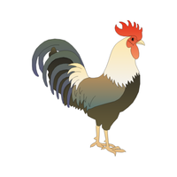 Hamburg | Chickens with Names and Types