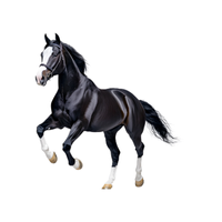 Hanover | Horses with Names and Types