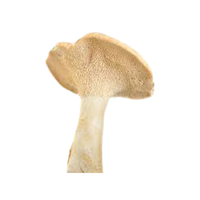 Hedgehog | Mushrooms with Names and Types