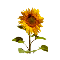 Helianthus | Desert Flowers with Names and Types